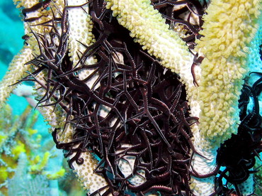 Giant Basketstar Star - Astrophyton muricatum - Nassau, Bahamas