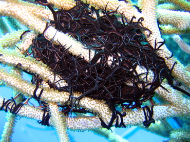 Giant Basketstar Star - Astrophyton muricatum - Nassau, Bahamas