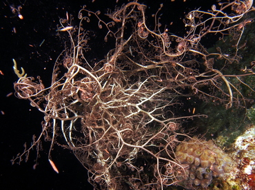 Giant Basketstar Star - Astrophyton muricatum - Eleuthera, Bahamas