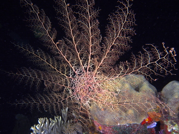 Giant Basketstar Star - Astrophyton muricatum - Belize