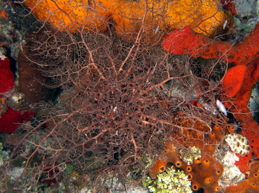 Giant Basketstar Star - Astrophyton muricatum - Cozumel, Mexico