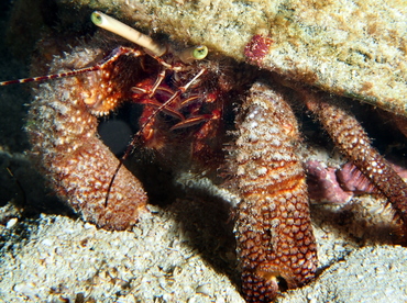 Giant Hermit Crab - Petrochirus diogenes - Cozumel, Mexico