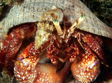 Giant Hermit Crab - Petrochirus diogenes - Eleuthera, Bahamas