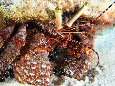 Giant Hermit Crab - Petrochirus diogenes - Cozumel, Mexico