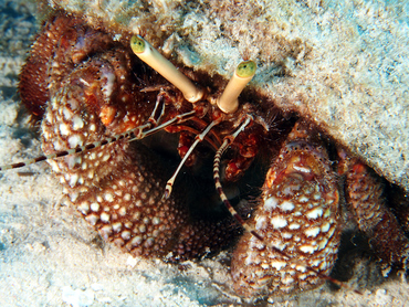 Giant Hermit Crab - Petrochirus diogenes - Cozumel, Mexico