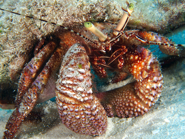 Giant Hermit Crab - Petrochirus diogenes - Cozumel, Mexico