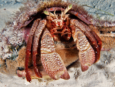 Giant Hermit Crab - Petrochirus diogenes - Cozumel, Mexico