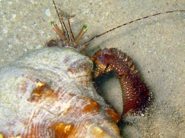 Giant Hermit Crab - Petrochirus diogenes - Belize