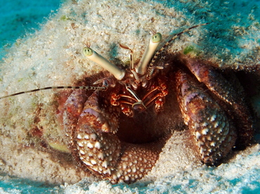Giant Hermit Crab - Petrochirus diogenes - Eleuthera, Bahamas