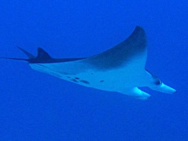 Giant Manta Ray - Manta birostris - Turks and Caicos