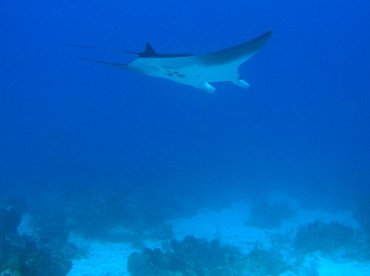 Giant Manta Ray - Manta birostris - Turks and Caicos