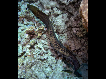 Giant Moray Eel - Gymnothorax javanicus - Great Barrier Reef, Australia
