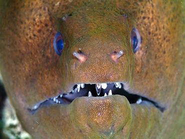 Giant Moray Eel - Gymnothorax javanicus - Komodo, Indonesia