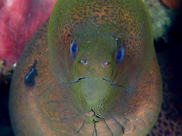 Giant Moray Eel - Gymnothorax javanicus - Lombok, Indonesia