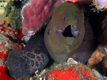Giant Moray Eel - Gymnothorax javanicus - Lombok, Indonesia