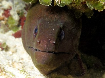 Giant Moray Eel - Gymnothorax javanicus - Palau