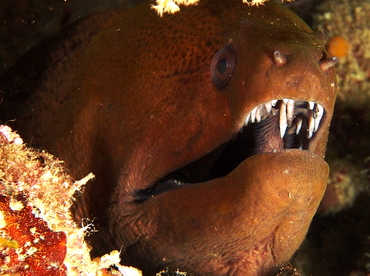 Giant Moray Eel - Gymnothorax javanicus - Fiji