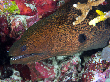 Giant Moray Eel - Gymnothorax javanicus - Wakatobi, Indonesia