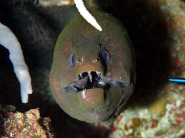 Giant Moray Eel - Gymnothorax javanicus - Wakatobi, Indonesia