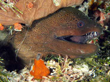 Giant Moray Eel - Gymnothorax javanicus - Wakatobi, Indonesia