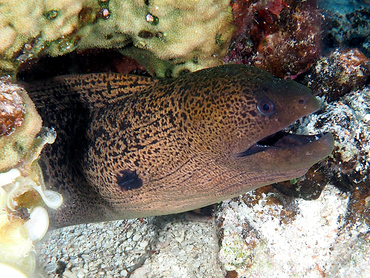 Giant Moray Eel - Gymnothorax javanicus - Great Barrier Reef, Australia