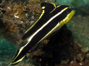 Giant Sweetlips - Plectorhinchus albovittatus - Dumaguete, Philippines