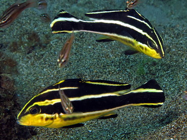 Giant Sweetlips - Plectorhinchus albovittatus - Dumaguete, Philippines