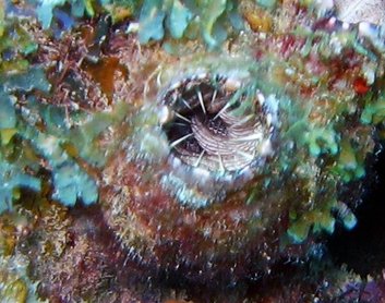 Giant Tunicate - Polycarpa spongiabilis - Key Largo, Florida