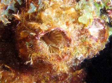 Giant Tunicate - Polycarpa spongiabilis - Islamorada, Florida
