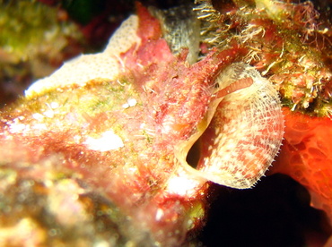 Giant Tunicate - Polycarpa spongiabilis - Nassau, Bahamas