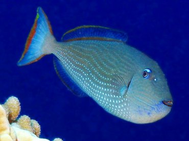 Gilded Triggerfish - Xanthichthys auromarginatus - Big Island, Hawaii