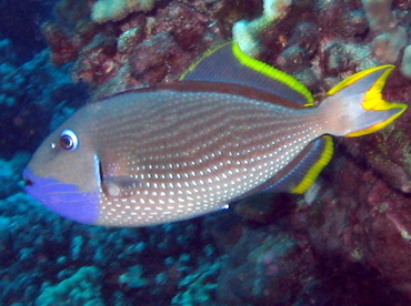 Gilded Triggerfish - Xanthichthys auromarginatus - Big Island, Hawaii