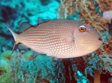 Gilded Triggerfish - Xanthichthys auromarginatus - Dumaguete, Philippines