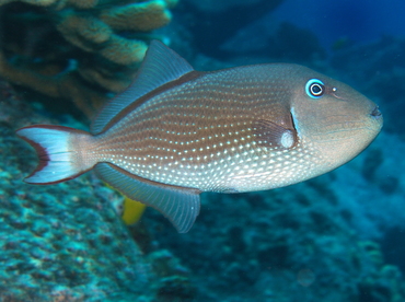 Gilded Triggerfish - Xanthichthys auromarginatus - Big Island, Hawaii