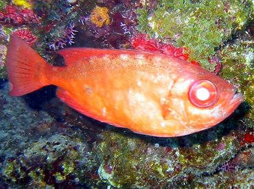 Glasseye Snapper - Heteropriacanthus cruentatus - Bimini, Bahamas