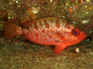 Glasseye Snapper - Heteropriacanthus cruentatus - Cabo San Lucas, Mexico