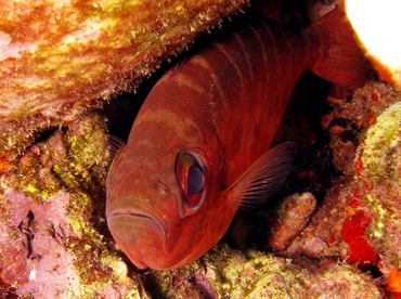 Glasseye Snapper - Heteropriacanthus cruentatus - St Thomas, USVI