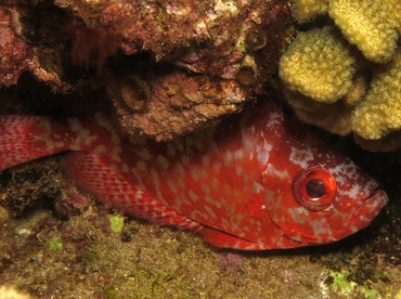 Glasseye Snapper - Heteropriacanthus cruentatus - Maui, Hawaii