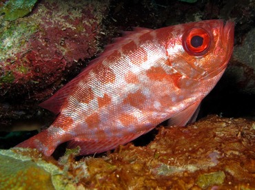 Glasseye Snapper - Heteropriacanthus cruentatus - Bonaire