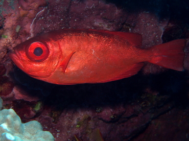 Glasseye Snapper - Heteropriacanthus cruentatus - Big Island, Hawaii