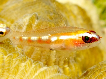 Masked/Glass Goby - Coryphopterus personatus/hyalinus - Bonaire