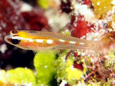 Masked/Glass Goby - Coryphopterus personatus/hyalinus - Turks and Caicos