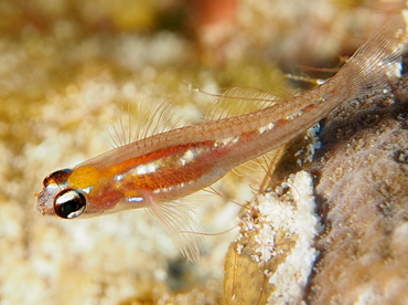 Masked/Glass Goby - Coryphopterus personatus/hyalinus - Cozumel, Mexico