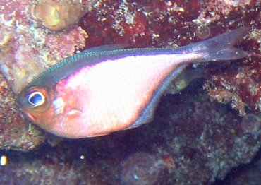 Glassy Sweeper - Pempheris schomburgkii - Key Largo, Florida