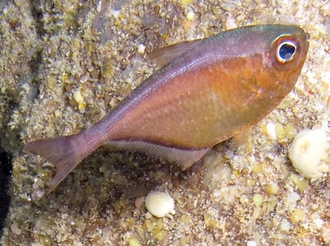 Glassy Sweeper - Pempheris schomburgkii - Belize