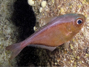 Glassy Sweeper - Pempheris schomburgkii - Belize