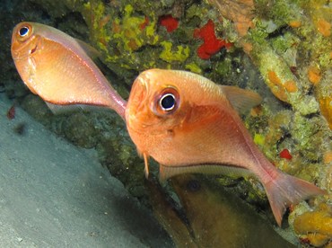 Glassy Sweeper - Pempheris schomburgkii - Cozumel, Mexico