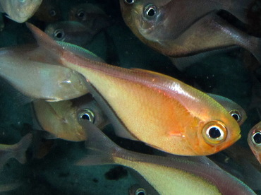 Glassy Sweeper - Pempheris schomburgkii - Cozumel, Mexico