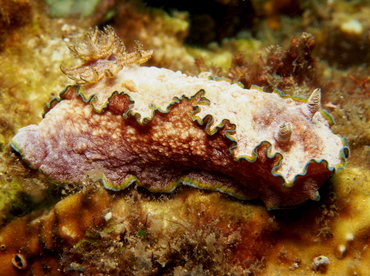 Girdled Glossodoris - Glossodoris cincta - Lembeh Strait, Indonesia