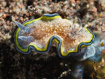 Girdled Glossodoris - Glossodoris cincta - Bali, Indonesia
